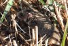 Primele imagini cu hamsteri româneşti descoperiţi în Rezervaţia Biosferei Delta Dunării, după trei ani de căutări 795904