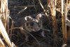 Primele imagini cu hamsteri româneşti descoperiţi în Rezervaţia Biosferei Delta Dunării, după trei ani de căutări 795905