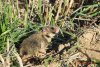 Primele imagini cu hamsteri româneşti descoperiţi în Rezervaţia Biosferei Delta Dunării, după trei ani de căutări 795906
