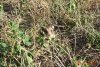 Primele imagini cu hamsteri româneşti descoperiţi în Rezervaţia Biosferei Delta Dunării, după trei ani de căutări 795907