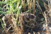 Primele imagini cu hamsteri româneşti descoperiţi în Rezervaţia Biosferei Delta Dunării, după trei ani de căutări 795909