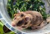 Primele imagini cu hamsteri româneşti descoperiţi în Rezervaţia Biosferei Delta Dunării, după trei ani de căutări 795910