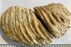 Molar de mamut, vechi de 10.000 de ani, pus la vânzare pe internet, recuperat de polițiștii din Neamț 797826