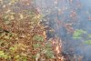 Incendiu de vegetaţie în pădurea de la Șoimari, din Prahova. Ard 70 de hectare 799202