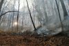 Incendiu de vegetaţie în pădurea de la Șoimari, din Prahova. Ard 70 de hectare 799206