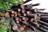 Zeci de metri cubi de lemne confiscate scoase la licitaţie de ANABI la preţul de 305 lei/mc 799552