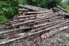 Zeci de metri cubi de lemne confiscate scoase la licitaţie de ANABI la preţul de 305 lei/mc 799553