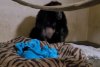 Reacția emoționantă a unei femele cimpanzeu care își vede pentru prima dată puiul. "Cei doi sunt pur şi simplu îndrăgostiţi" 801091