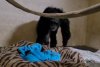 Reacția emoționantă a unei femele cimpanzeu care își vede pentru prima dată puiul. "Cei doi sunt pur şi simplu îndrăgostiţi" 801092