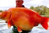 Aşa arată cel mai mare peşte auriu din lume. Pescar: "A fost genial să-l prind, dar a fost și pur noroc" 801566