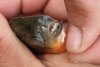 Garda de Mediu este în alertă | Un pește ucigaș cu burta roșie a apărut în apele noastre 803265