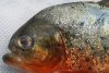 Garda de Mediu este în alertă | Un pește ucigaș cu burta roșie a apărut în apele noastre 803266