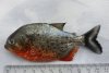 Garda de Mediu este în alertă | Un pește ucigaș cu burta roșie a apărut în apele noastre 803267
