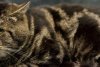 Fishtopher, numită "cea mai tristă pisică din lume", a fost adoptată 803542