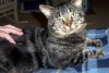 Fishtopher, numită "cea mai tristă pisică din lume", a fost adoptată 803544