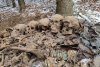 Scheletele a șase soldați, găsite de un arheolog amator, în Slănic Moldova, județul Bacău 803766