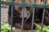 Povestea tristă a lui Mark, un urs salvat dupa 20 de ani petrecuți într-o cușcă la un restaurant din Tirana. "A plâns câteva luni după sora lui" 804412