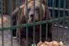 Povestea tristă a lui Mark, un urs salvat dupa 20 de ani petrecuți într-o cușcă la un restaurant din Tirana. "A plâns câteva luni după sora lui" 804415