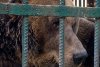 Povestea tristă a lui Mark, un urs salvat dupa 20 de ani petrecuți într-o cușcă la un restaurant din Tirana. "A plâns câteva luni după sora lui" 804416