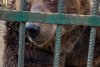 Povestea tristă a lui Mark, un urs salvat dupa 20 de ani petrecuți într-o cușcă la un restaurant din Tirana. "A plâns câteva luni după sora lui" 804417