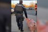 Imagini virale cu "Ghiţă" dus la secţie. Jandarmii francezi au salvat un porc din mâinile unor români care se pregăteau să îl sacrifice 805127
