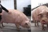 Marcel are 700 de kilograme şi l-a depăşit pe Jardel. Toţi vecinii s-au strâns să-l vadă pe cel mai mare porc din România 807038