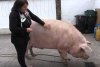 Marcel are 700 de kilograme şi l-a depăşit pe Jardel. Toţi vecinii s-au strâns să-l vadă pe cel mai mare porc din România 807040