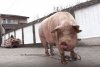 Marcel are 700 de kilograme şi l-a depăşit pe Jardel. Toţi vecinii s-au strâns să-l vadă pe cel mai mare porc din România 807041