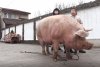 Marcel are 700 de kilograme şi l-a depăşit pe Jardel. Toţi vecinii s-au strâns să-l vadă pe cel mai mare porc din România 807044