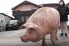 Marcel are 700 de kilograme şi l-a depăşit pe Jardel. Toţi vecinii s-au strâns să-l vadă pe cel mai mare porc din România 807045