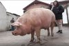 Marcel are 700 de kilograme şi l-a depăşit pe Jardel. Toţi vecinii s-au strâns să-l vadă pe cel mai mare porc din România 807046