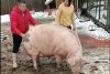 Marcel are 700 de kilograme şi l-a depăşit pe Jardel. Toţi vecinii s-au strâns să-l vadă pe cel mai mare porc din România 807047