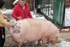 Marcel are 700 de kilograme şi l-a depăşit pe Jardel. Toţi vecinii s-au strâns să-l vadă pe cel mai mare porc din România 807048