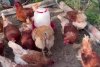Cum arată găinile lui Rareș Bogdan. Europarlamentarul s-a apucat de crescut păsări la București: "Strâng 10-12 ouă zilnic" 807878