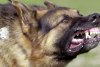 Prezentatoare TVR, atacată de o haită câini în Bucureşti. Poliţia nu a intervenit, acuză femeia 808405