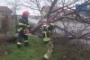 Copaci căzuți și stâlpi doborâți de vânt, în Bihor | Vremea face ravagii în nordul ţării 811731
