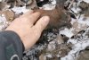 O veveriță aproape îngheţată de frig a fost salvată de un trecător, în Mediaș. "Omenește am făcut totul!" 814467