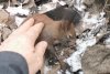 O veveriță aproape îngheţată de frig a fost salvată de un trecător, în Mediaș. "Omenește am făcut totul!" 814469
