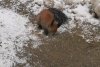 O veveriță aproape îngheţată de frig a fost salvată de un trecător, în Mediaș. "Omenește am făcut totul!" 814470