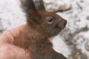 O veveriță aproape îngheţată de frig a fost salvată de un trecător, în Mediaș. "Omenește am făcut totul!" 814473