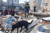 Salvatorii români au scos o familie de sub un bloc de nouă etaje prăbuşit la cutremur, în oraşul Antakya din Turcia 815684