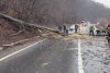 Copac căzut peste o mașină aflată în mers, la Sighișoara! Șoferul a fost rănit 819619