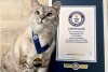 Ea este Nala, cea mai faimoasă pisică din lume. A devenit milionară după ce a fost salvată dintr-un centru de animale abandonate 820461