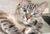 Ea este Nala, cea mai faimoasă pisică din lume. A devenit milionară după ce a fost salvată dintr-un centru de animale abandonate 820462