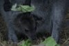 Un pui de cangur pitic s-a născut la grădina zoo din Galați  820356