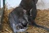 Un pui de cangur pitic s-a născut la grădina zoo din Galați  820358