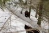 Urși surprinși prin zăpadă, în pădurile din Suceava: "În căutarea hranei, fac deplasări lungi" 821524