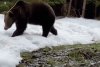 Urși surprinși prin zăpadă, în pădurile din Suceava: "În căutarea hranei, fac deplasări lungi" 821525