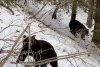 Urși surprinși prin zăpadă, în pădurile din Suceava: "În căutarea hranei, fac deplasări lungi" 821526
