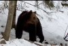 Urși surprinși prin zăpadă, în pădurile din Suceava: "În căutarea hranei, fac deplasări lungi" 821527